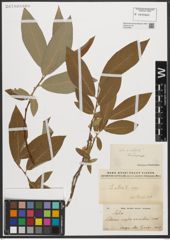 Foto von Salix L.